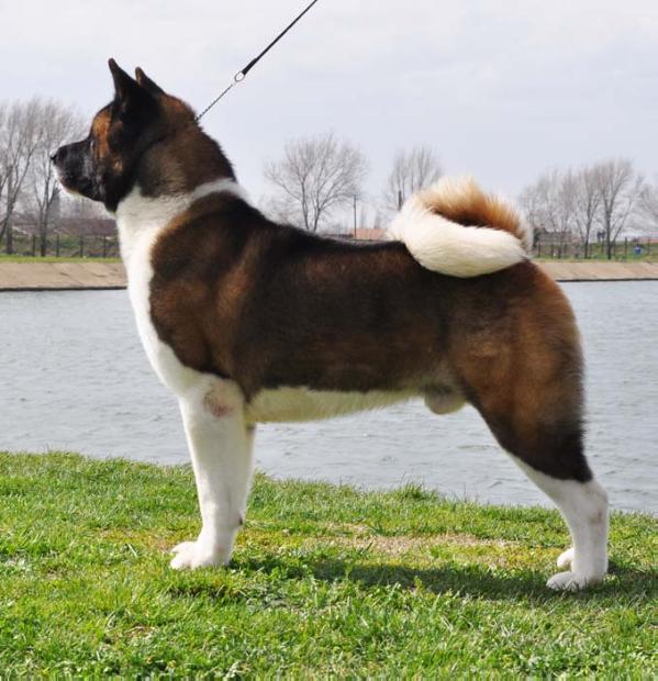 Russtar Maksimus | Akita 