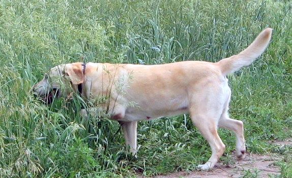 Princess Gracie Of Ragin River Circle C | Yellow Labrador Retriver