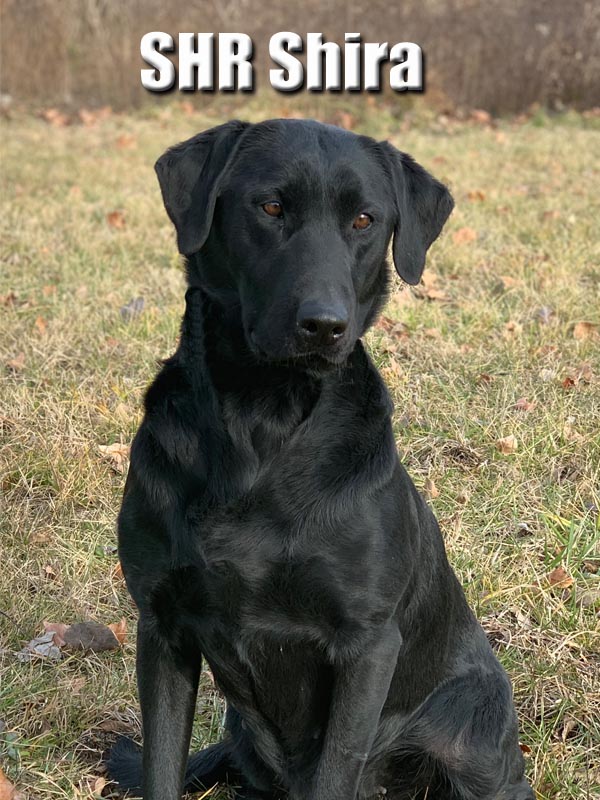 SHR 3 Ring Nashira | Black Labrador Retriver