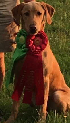 HR Green Timber Red Head JH CGC | Yellow Labrador Retriver