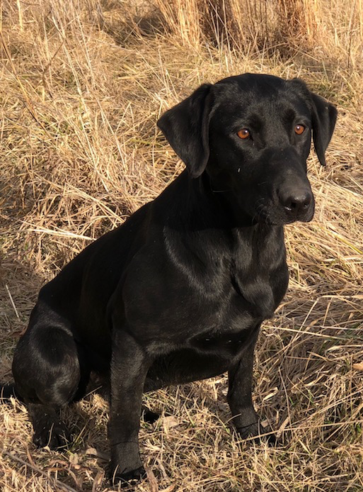 GMPR SHR 3 Ring Cynosura SH | Black Labrador Retriver