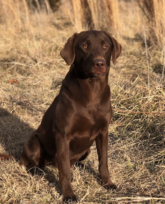 APR 3 Ring Andromeda | Chocolate Labrador Retriver