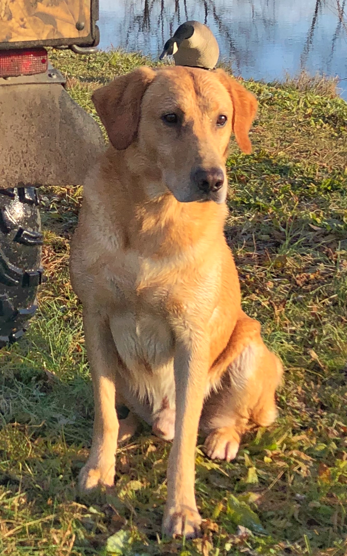 Daddy's Wingman CGC JH | Yellow Labrador Retriver