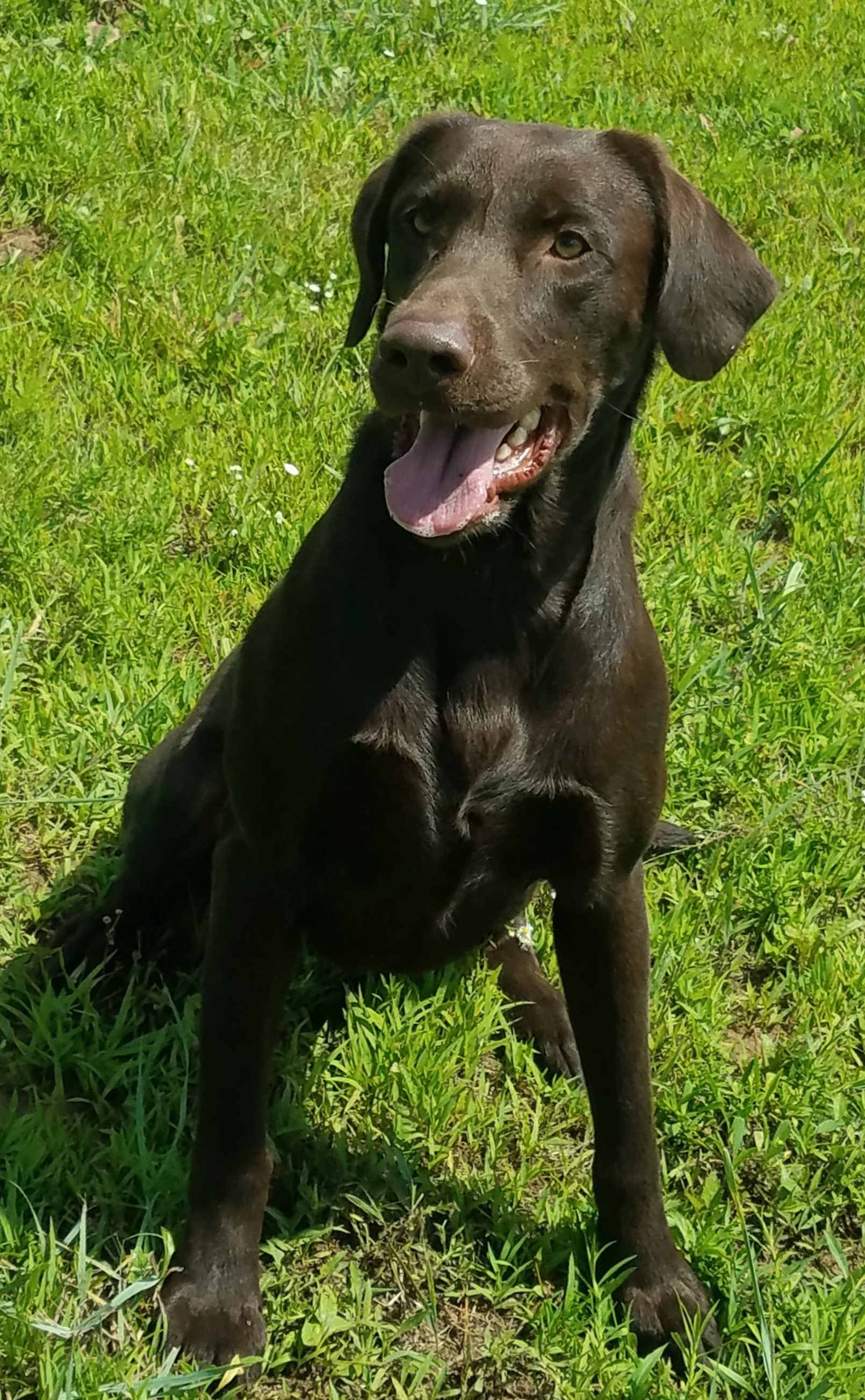 Red Hots Bringing The Hammer Down | Chocolate Labrador Retriver