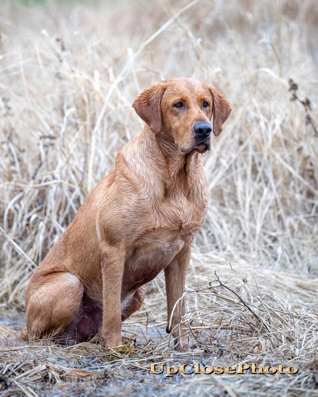 Riparian Ghostrider QA2 | Yellow Labrador Retriver