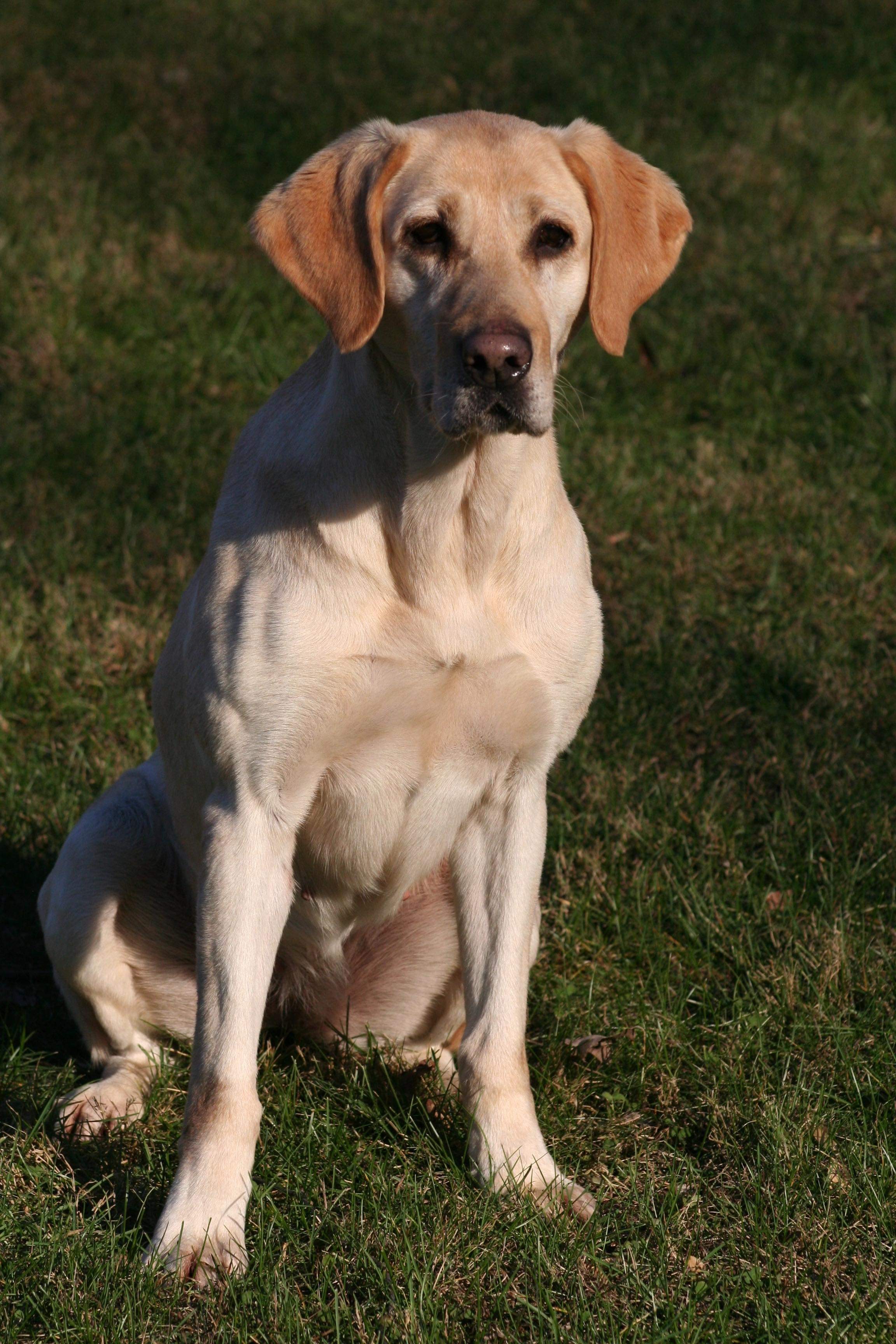 HR Barren Rivers Dixie On My Mind SH | Yellow Labrador Retriver