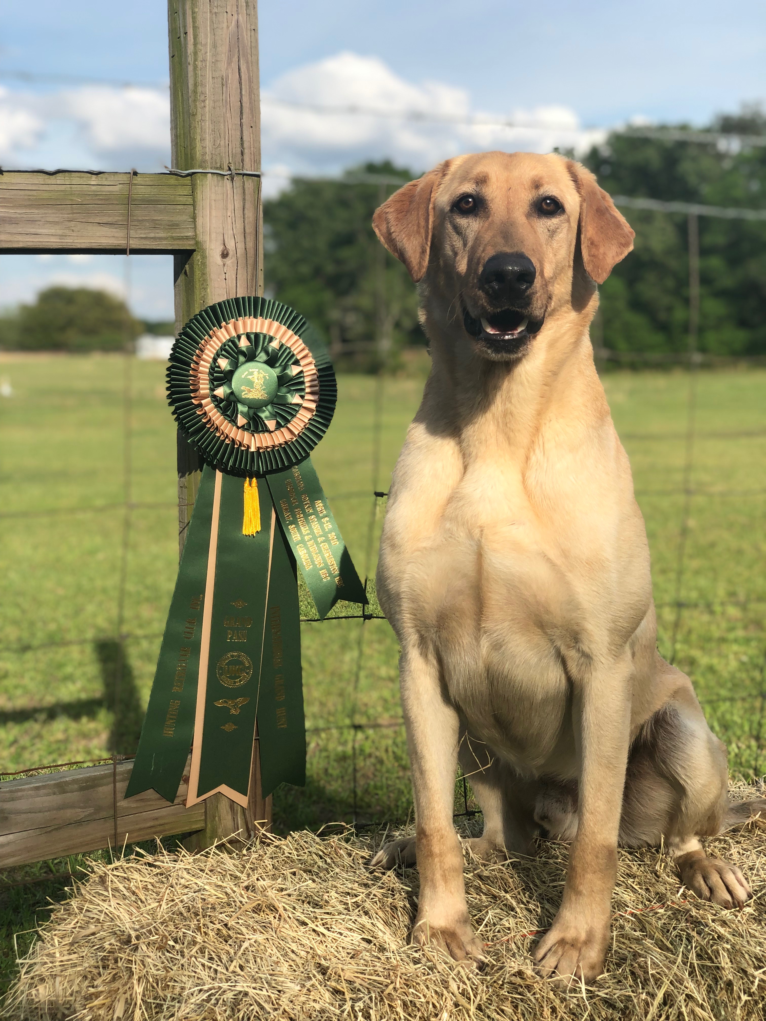 4xGRHRCH Cypress Creeks Traveling Man MH MNR | Yellow Labrador Retriver