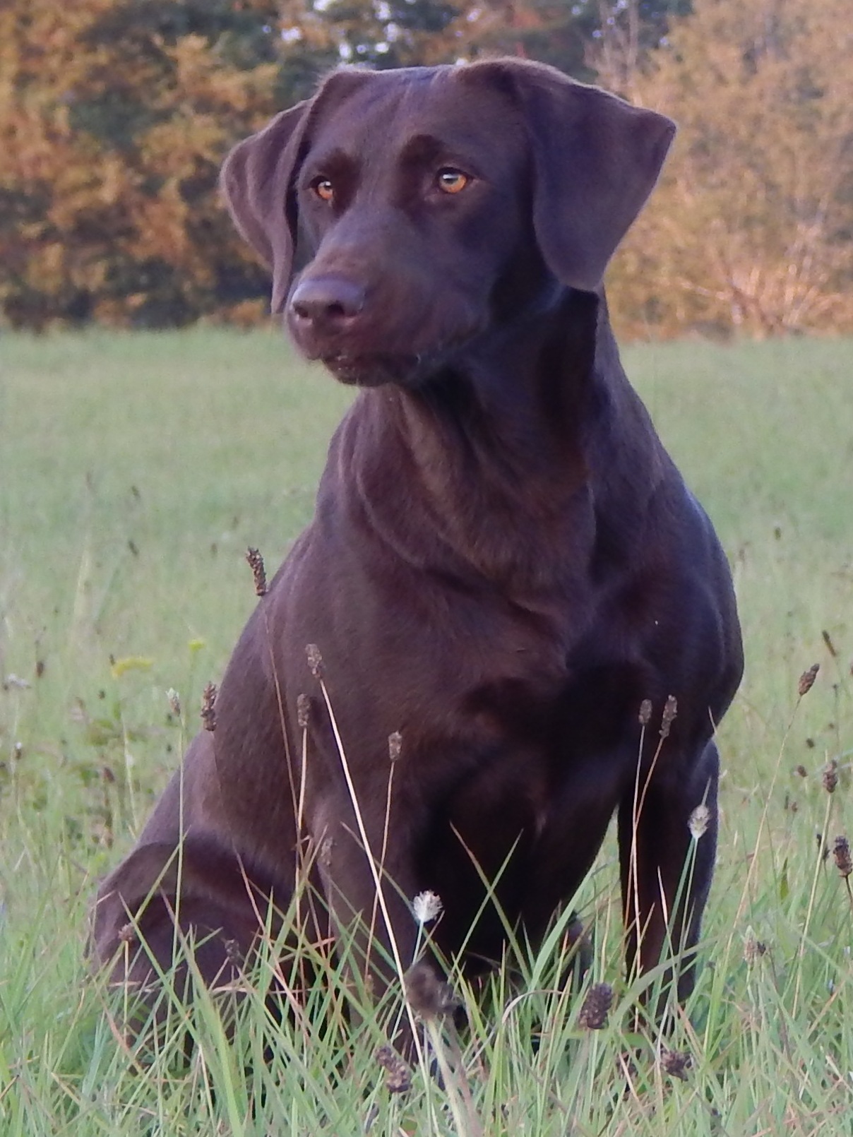 Timbermill's Three Sheetz To The Wind JH SH MH | Chocolate Labrador Retriver