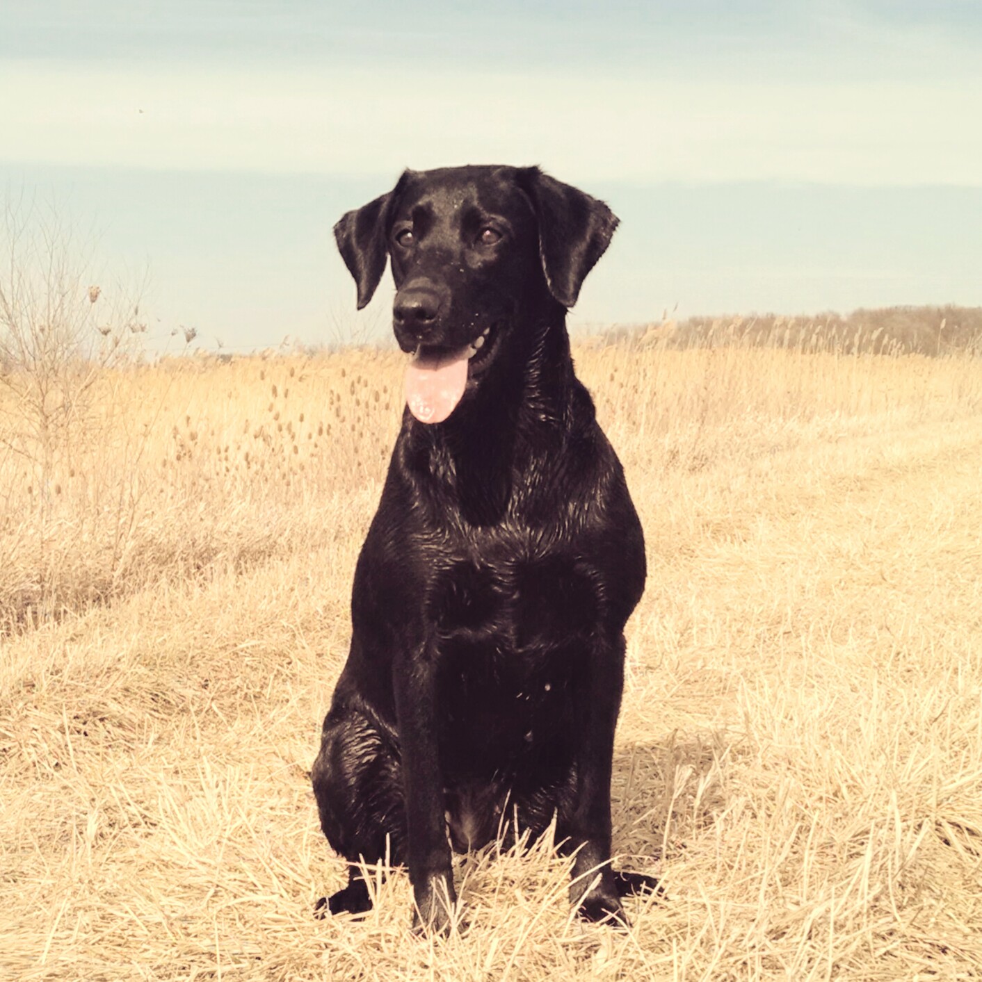 CPR HR Killbuck Creek Black Betty | Black Labrador Retriver