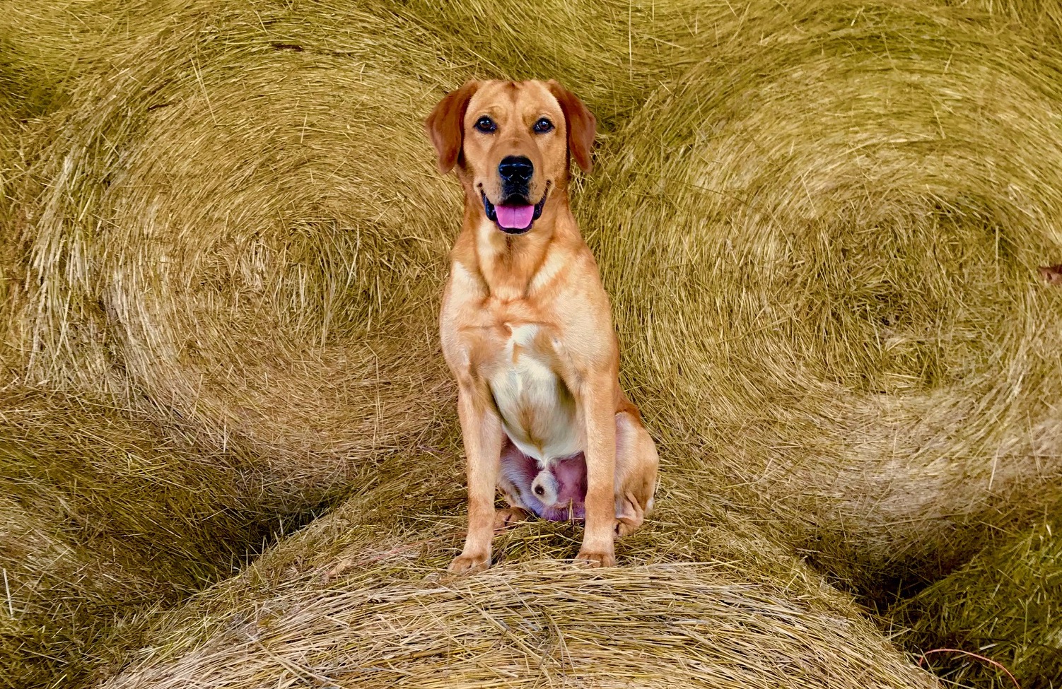 HRCH Green Timber Single Barrel Gentleman SH | Yellow Labrador Retriver