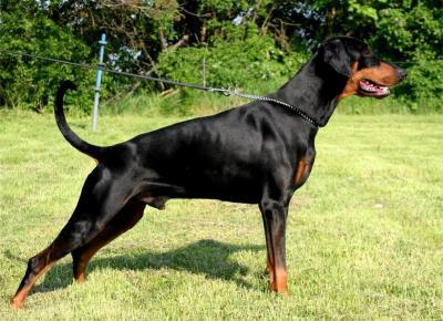 Baron Daimler v.d. Fivelborgh | Black Doberman Pinscher