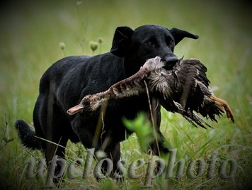 3x GRHRCH UH  WATERPROOF'S QUIET STORM  MH | Black Labrador Retriver