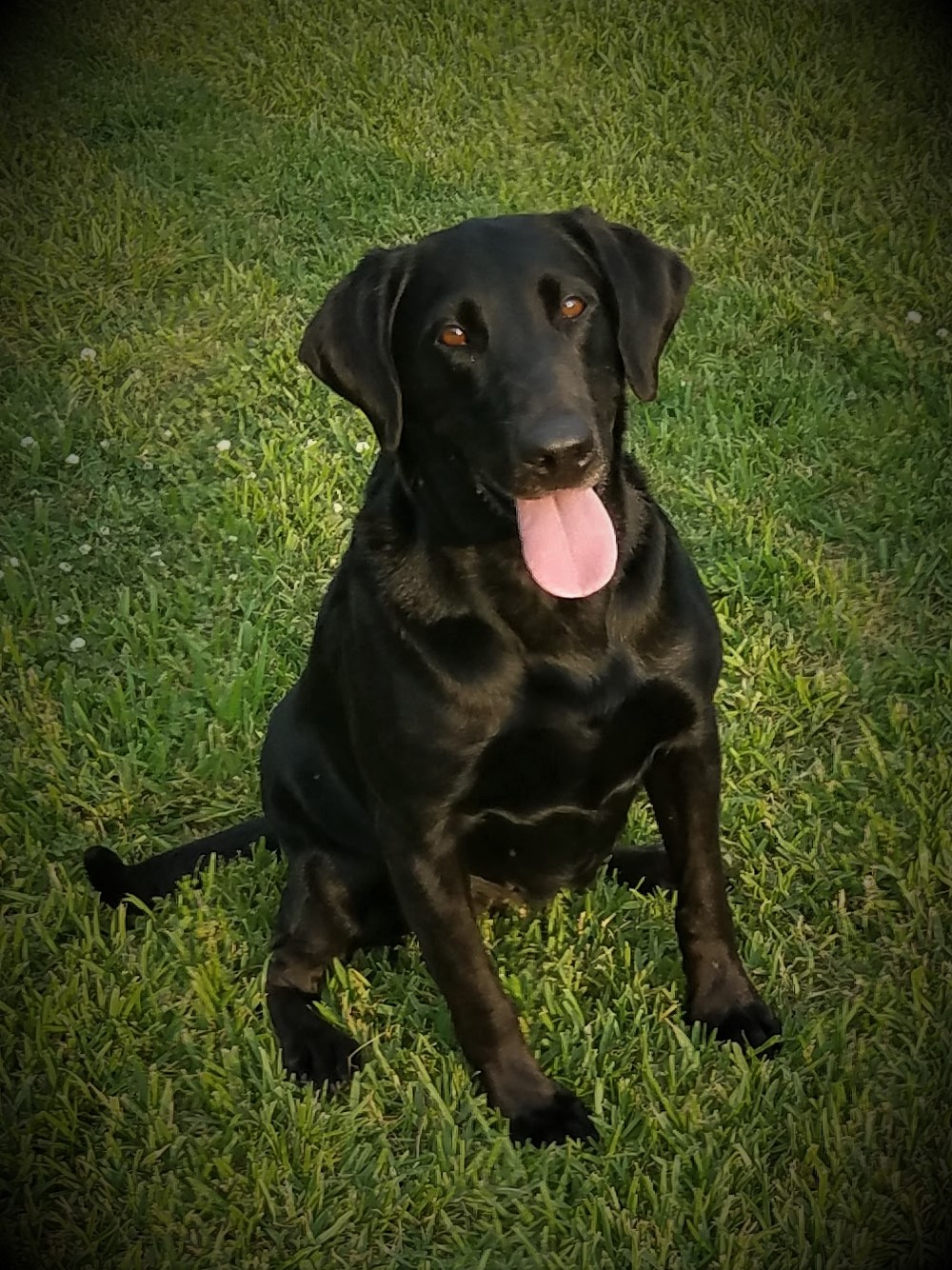 HRCH Pineycreeks Completely Tilted MH | Black Labrador Retriver