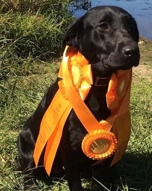 Meglyn's Lil Miss Sureshot MH CGCA | Black Labrador Retriver