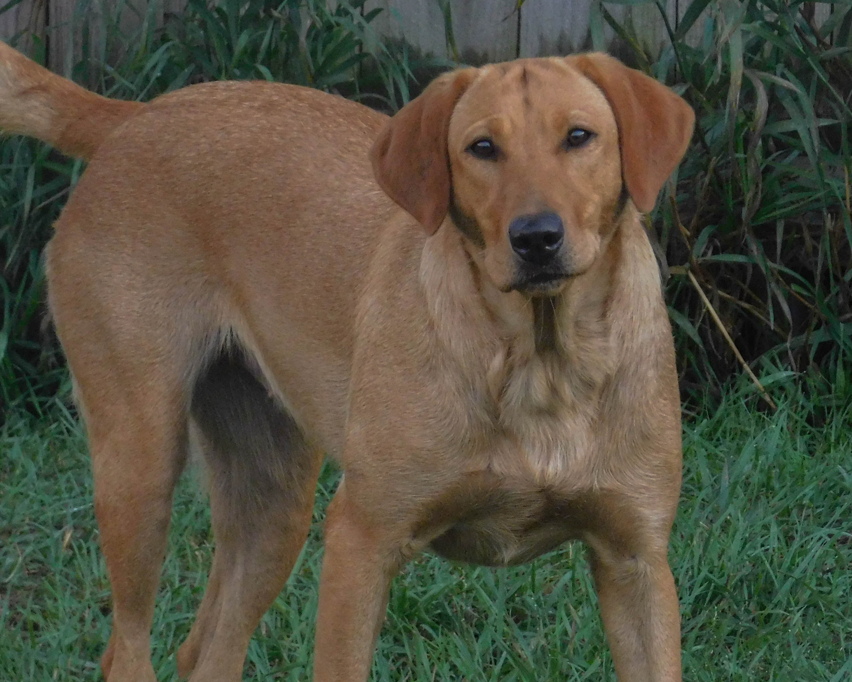 Birddog's Gone With The Wind | Yellow Labrador Retriver