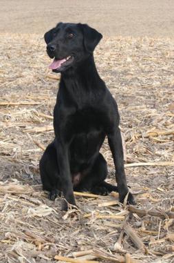 Lincoln Creek's Pirate's Treasure | Black Labrador Retriver