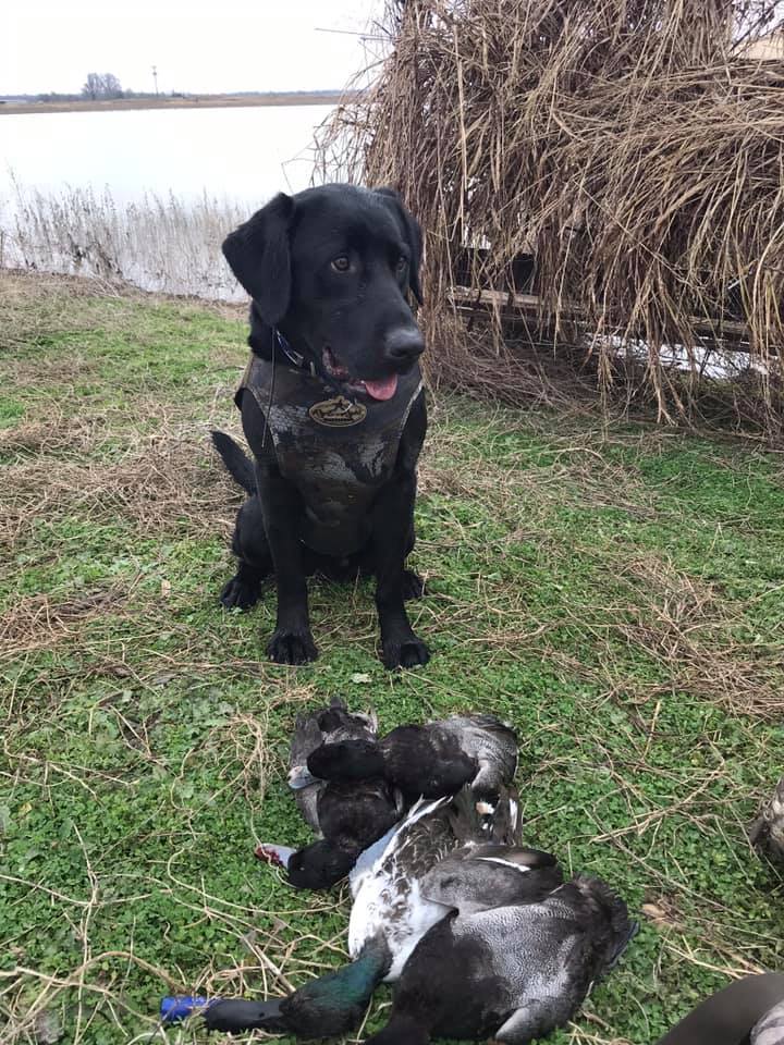 Gsi's Blue Grade Gizmo JH | Black Labrador Retriver