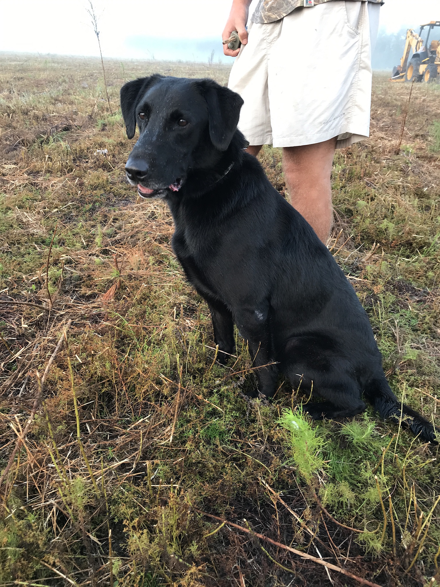 GRHRCH(3) AJS sailor Katy's Whips And Things MH20 MNR | Black Labrador Retriver