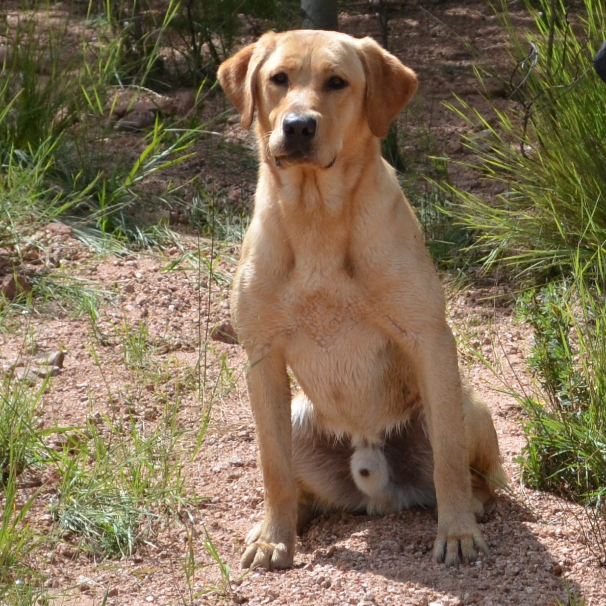 CPR HR Battlemtn's Bring'n The Hammer | Yellow Labrador Retriver