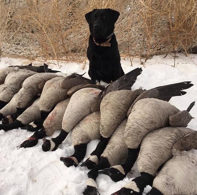 Blacksages Crown Royal JH | Black Labrador Retriver