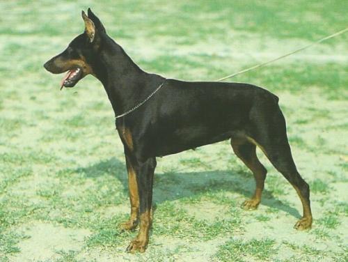 Jill de Los Valientes | Black Doberman Pinscher