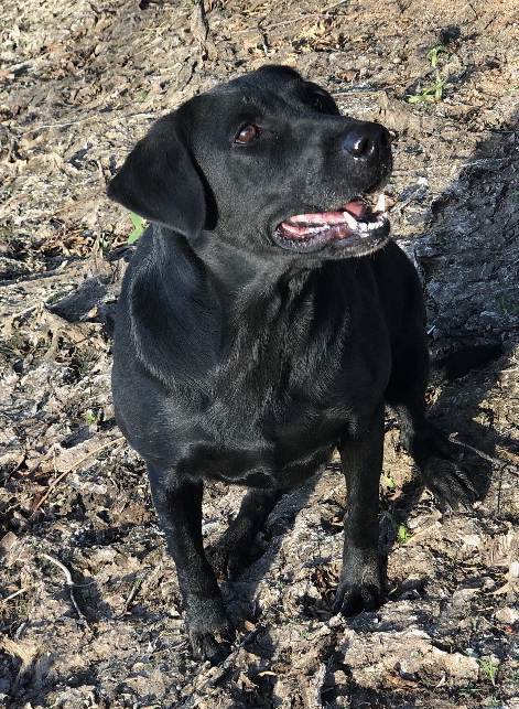 Washita's Daunting Back Streets | Black Labrador Retriver