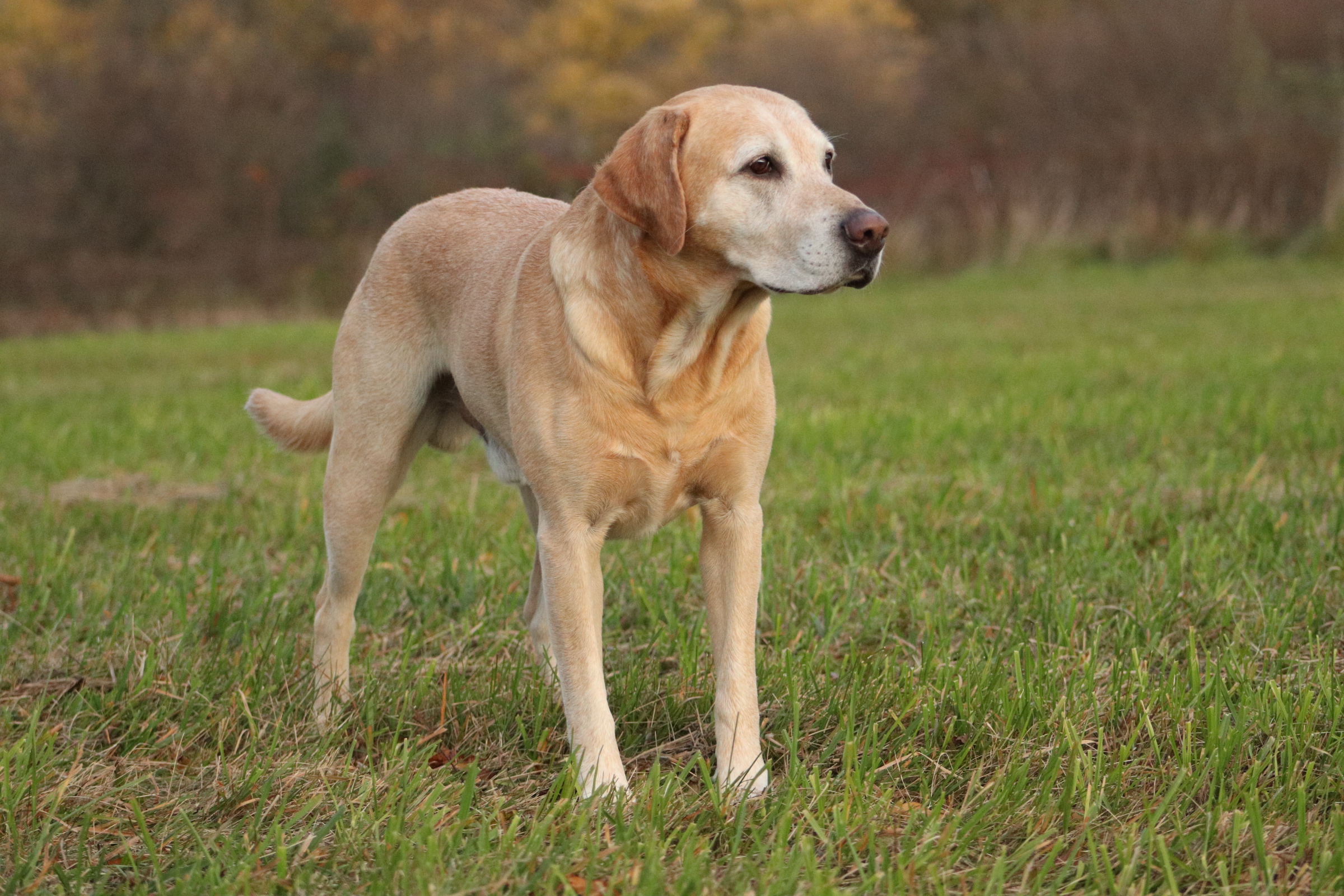 HRCH UH Lutervilles Newfound Nikona MH | Yellow Labrador Retriver