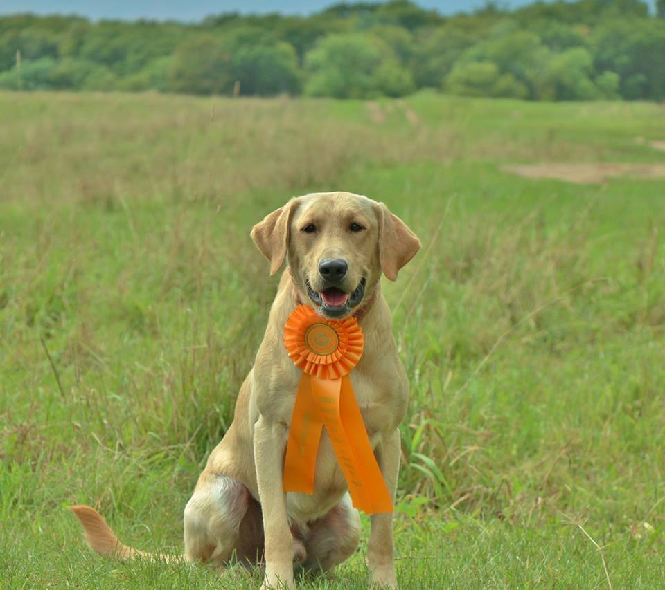 FGD Lucky's Prime Time To The Max SH | Yellow Labrador Retriver