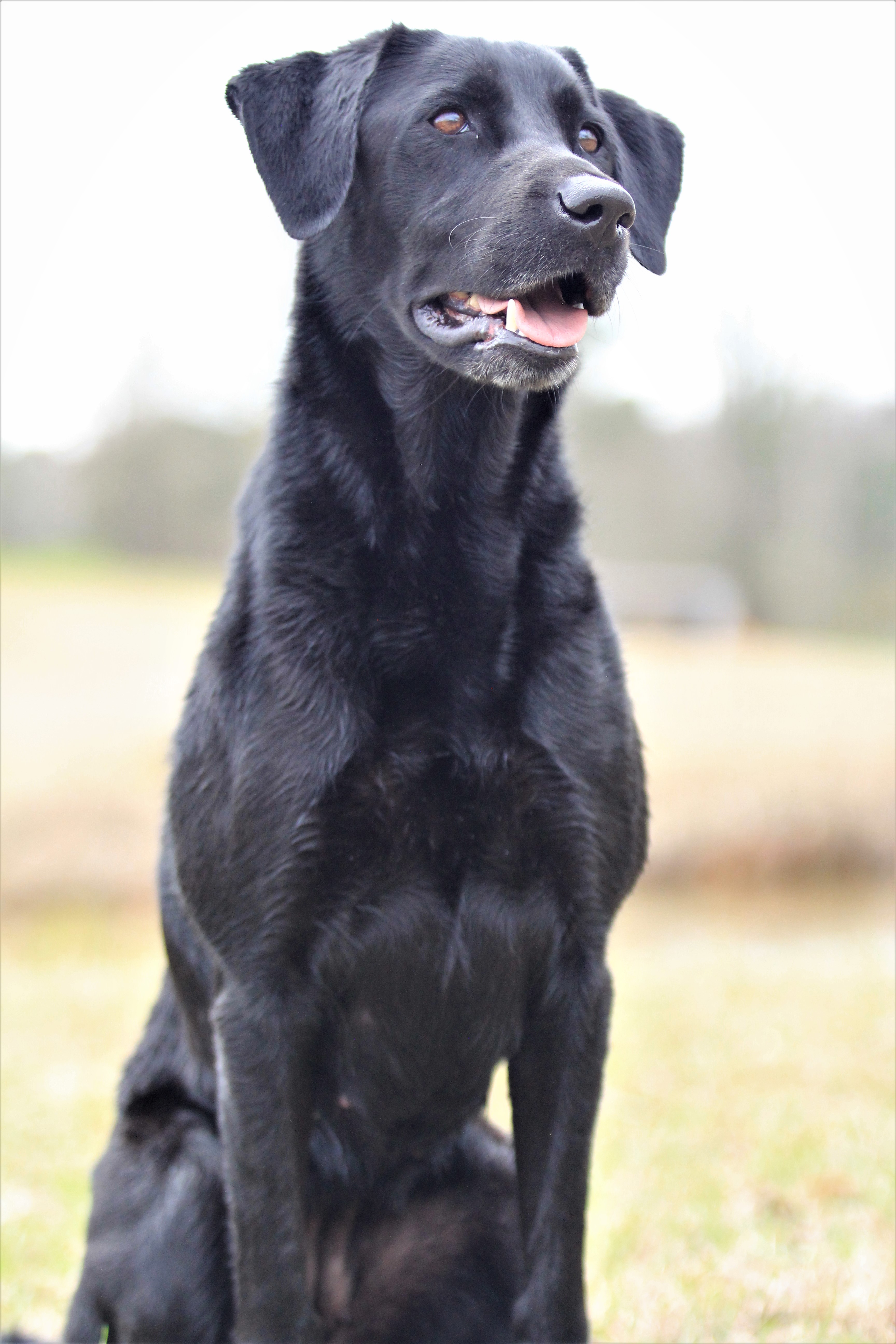 HRCH Bayou Black's Magic Willow MH QAA | Black Labrador Retriver