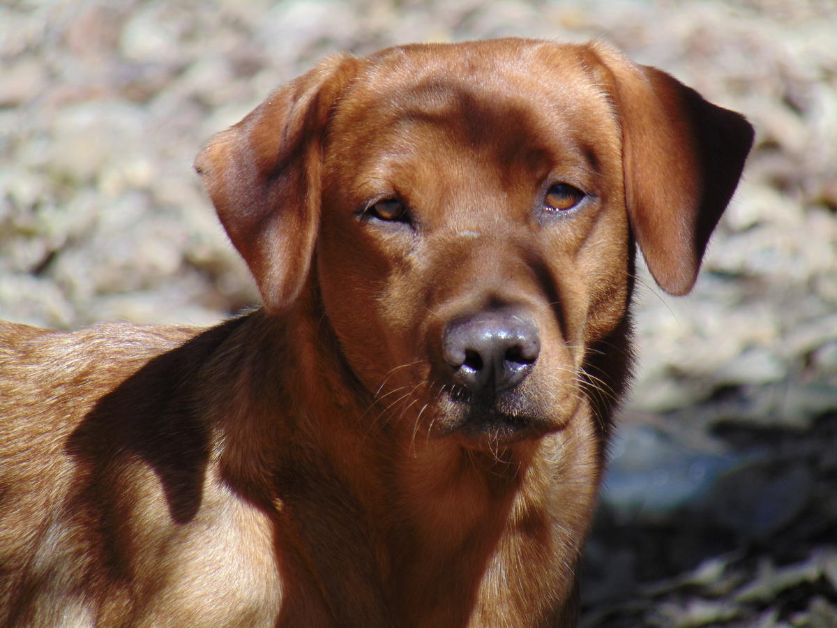 Enid's Born Reddy | Yellow Labrador Retriver