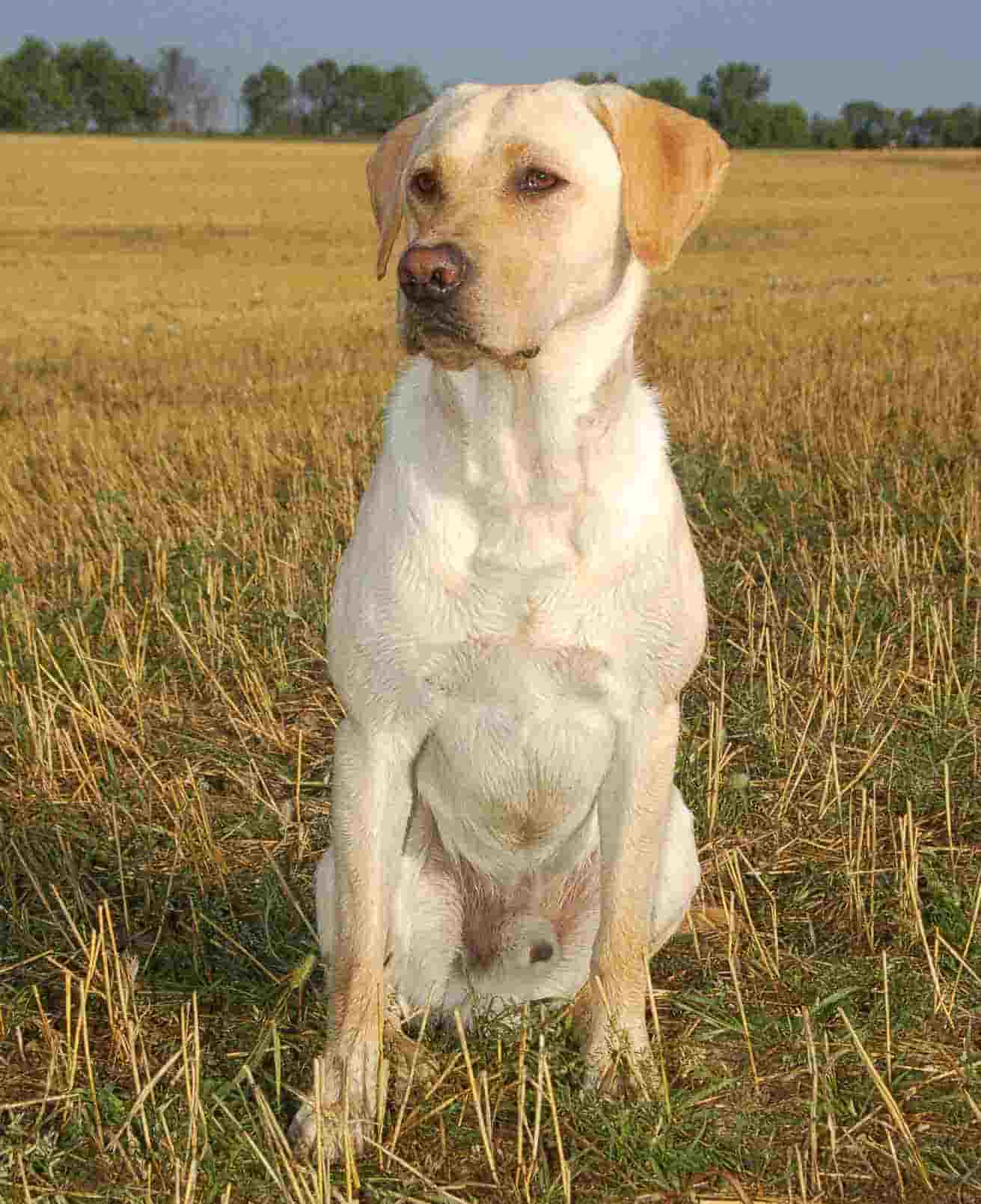 4 X GMPR  HRCH Martin's Risky Stormin Trooper MH | Yellow Labrador Retriver