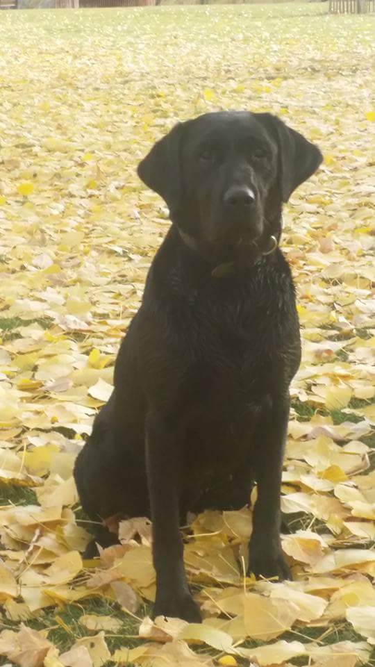 Bonnetybush Blethen JH | Black Labrador Retriver