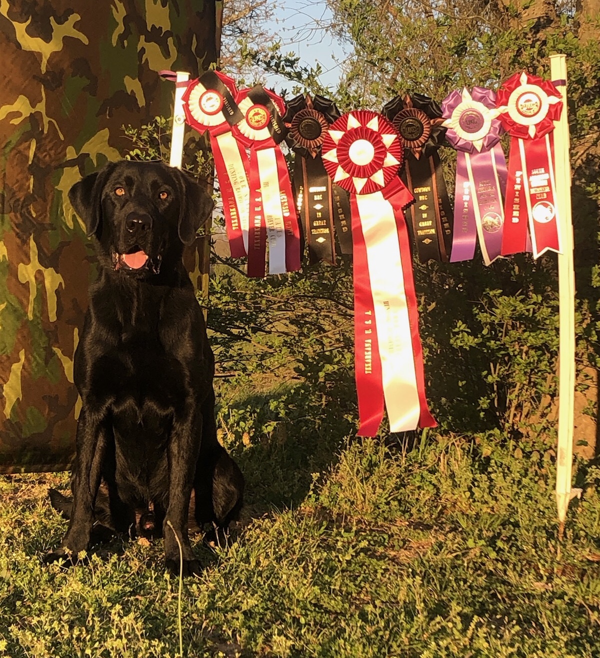 GRHRCH Mudflat's Pistolero Of Troubador MH | Black Labrador Retriver