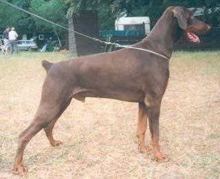 Wexter v. Mahuba | Brown Doberman Pinscher