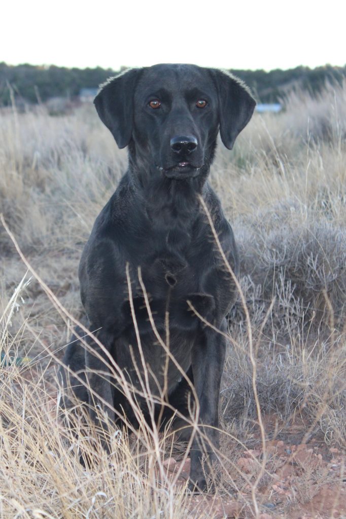 SR SHR Northstars Az Alligator Juniper JH | Black Labrador Retriver