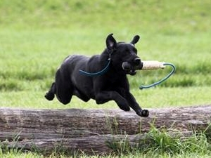 Bear Country Love Of The Game MH | Black Labrador Retriver