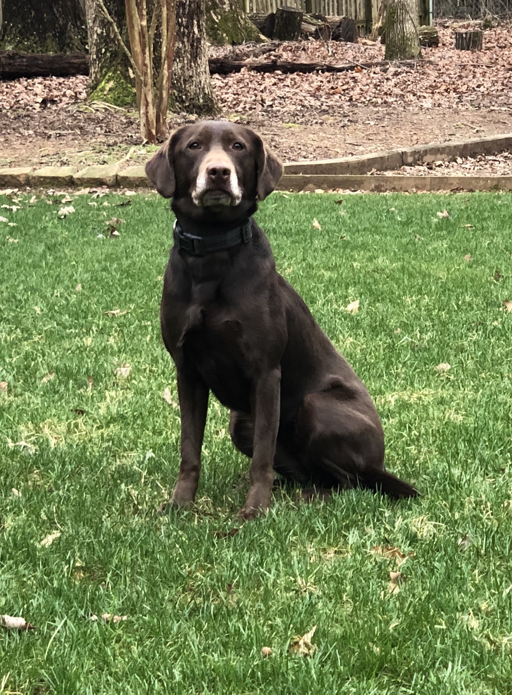 Daddy Don't Know How | Chocolate Labrador Retriver