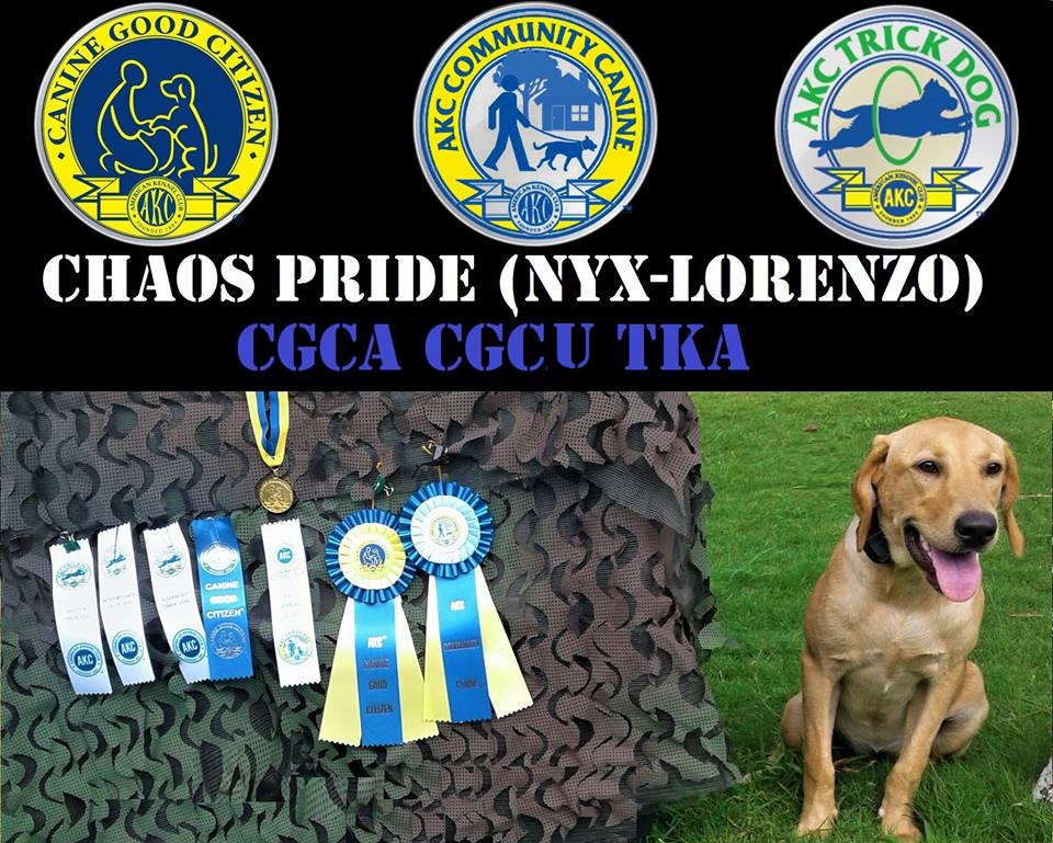 Chaos Pride (Nyx-Lorenzo) CGCA CGCU TKA | Yellow Labrador Retriver