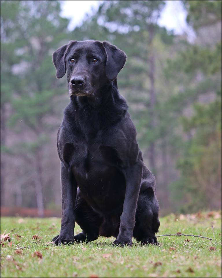 HRCH  Duckdawgs Loaded Again N Mayberry DS | Black Labrador Retriver