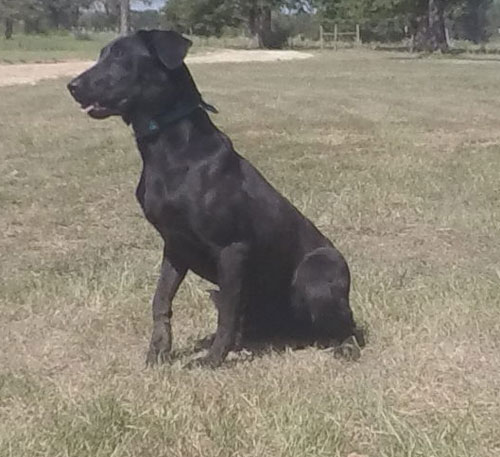 Cross Creek's Chillin Under The Palapa | Black Labrador Retriver