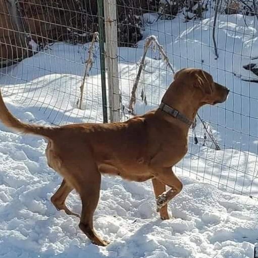 Ginger Run And Gun Red Hot Chile Pepper | Yellow Labrador Retriver