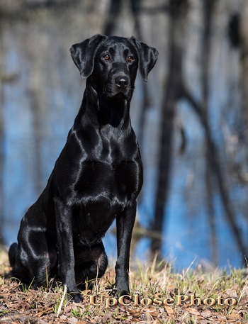 HRCH Oak Point's Dry Land Salvation MH | Black Labrador Retriver