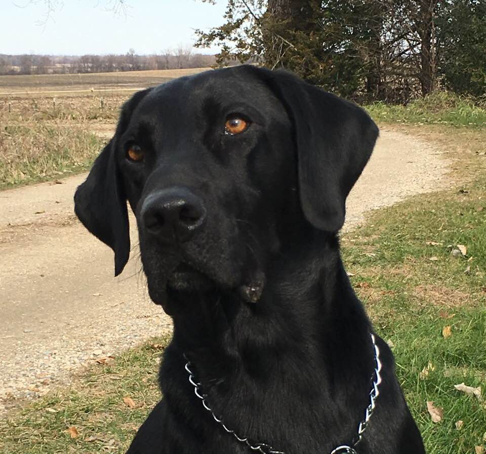 Swede Grove's Admiral Of The Fleet | Black Labrador Retriver