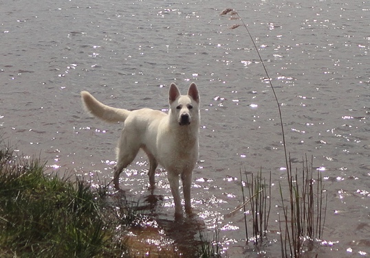 Elegant Ghost des Garous du Maquis | White Swiss Shepherd Dog 