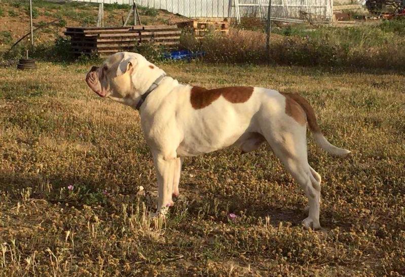 ThunderDogKennel's Nismo | Olde English Bulldogge 