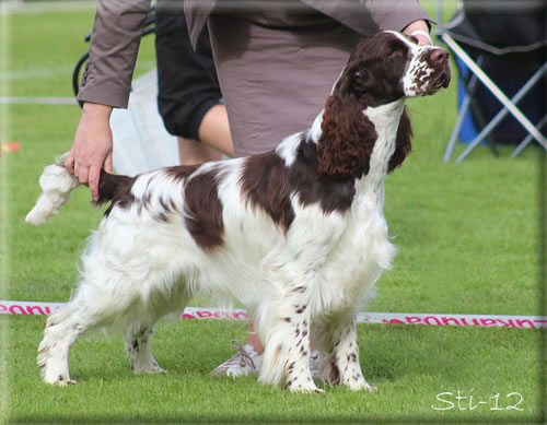 Lordsett White Track Back To Linmoor | English Springer Spaniel 