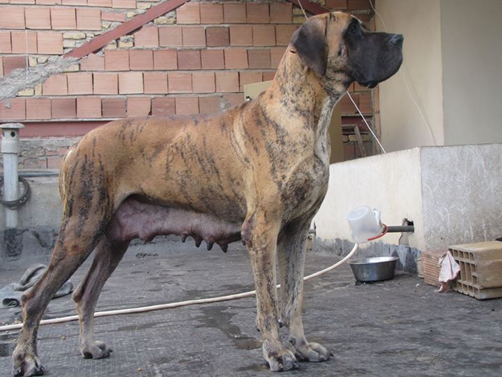 Arezu the Great of Persia | Great Dane 