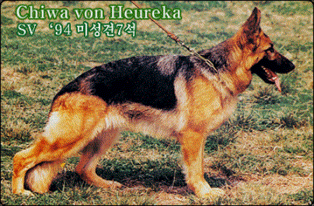 Chiwa von Heureka | German Shepherd Dog 