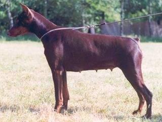 Amber v.d. Rosenhöhe | Brown Doberman Pinscher