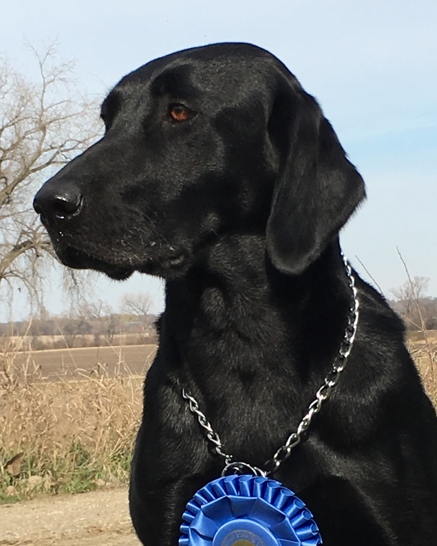 Swede Grove's Iron Lady MH QA2 | Black Labrador Retriver